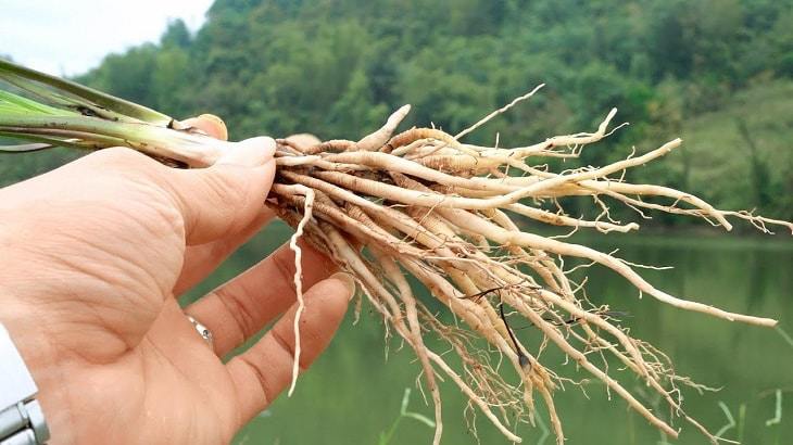 Chữa yếu sinh lý bằng rễ cau có an toàn và hiệu quả không? 1