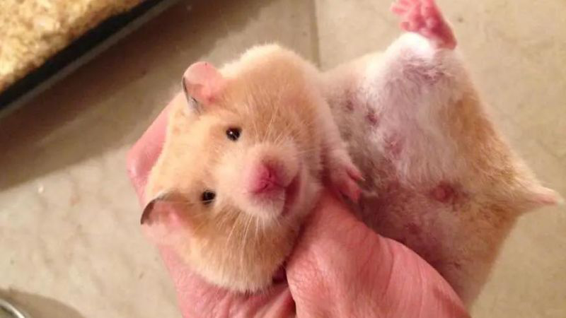Chuột hamster có cắn không và lưu ý khi tiếp xúc với chuột hamster 1