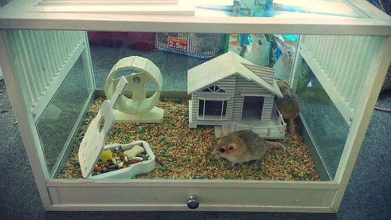 Chuột hamster có cắn không và lưu ý khi tiếp xúc với chuột hamster 3