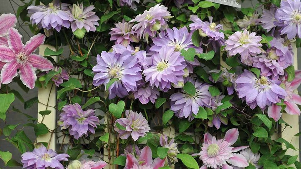 Cây thuốc Clematis là gì? Những lưu ý khi sử dụng Clematis