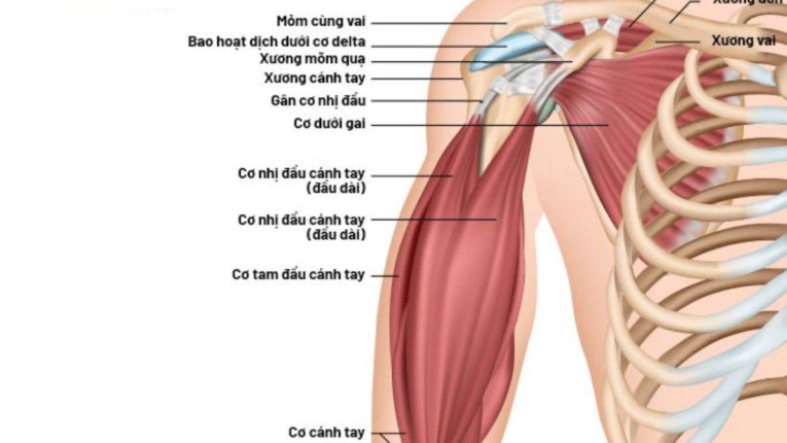 Cơ tam đầu là gì? Một số bài tập giúp cải thiện cơ tam đầu