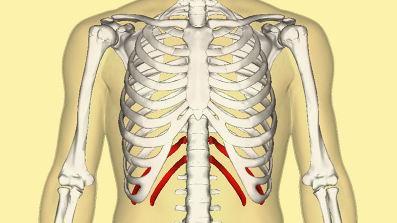 Số Lượng Xương Sườn Trong Cơ Thể Người