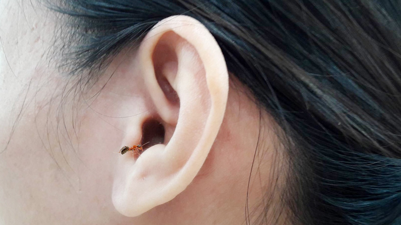 Côn trùng chui vào tai phải làm sao?