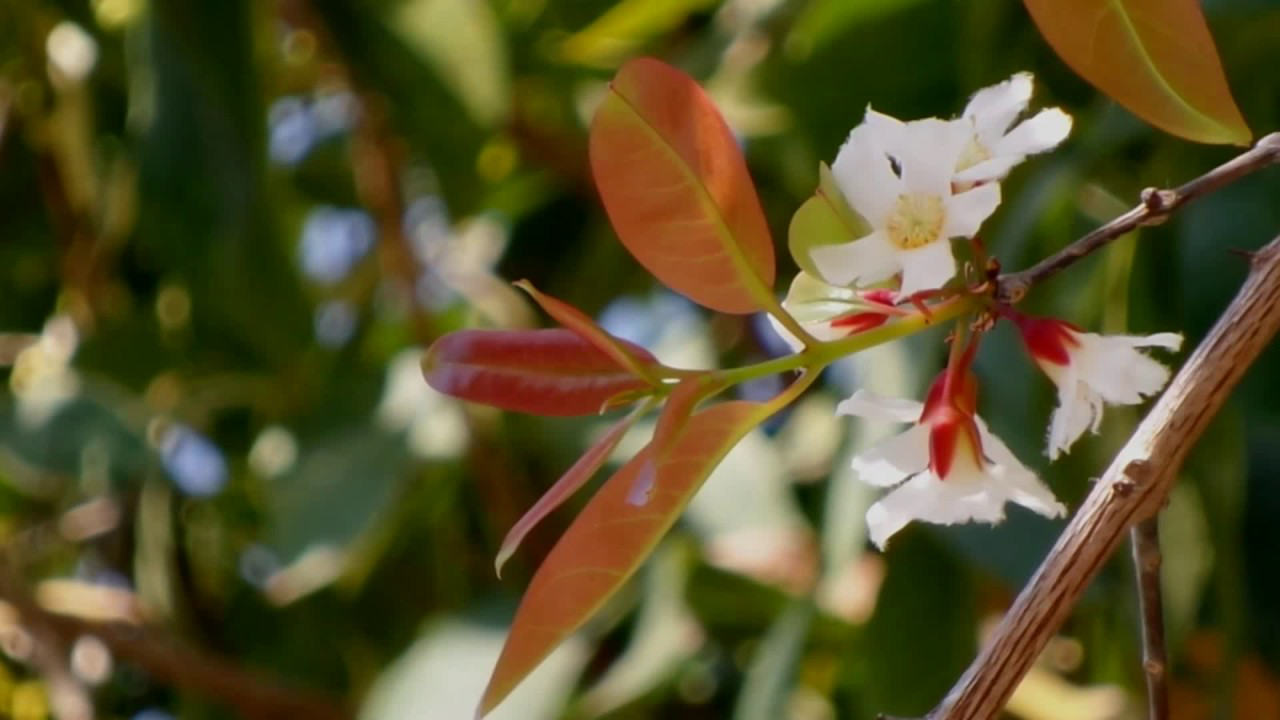 Cratoxylon prunifolium Dyer