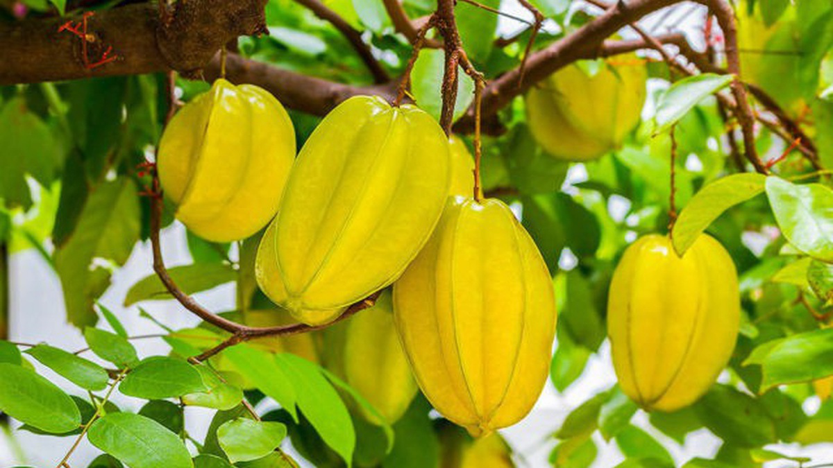 Tổng hợp quả gì màu vàng - Danh sách những loại quả màu vàng phổ biến