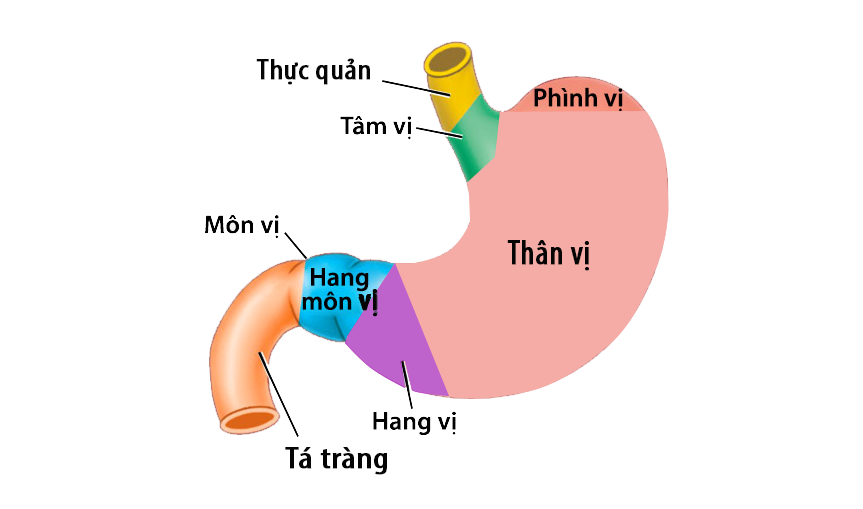 Dạ dày nằm ở đ-u? Chức năng của dạ dày là gì? 3