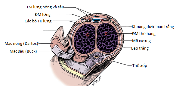 dac-diem-cau-tao-duong-vat-va-co-che-cuong-duong-o-nam-gioi 2.png