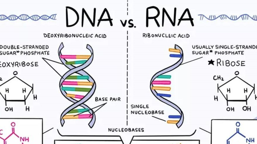 Đặc điểm chung của DNA và RNA là gì? Có sự khác biệt nào hay không?