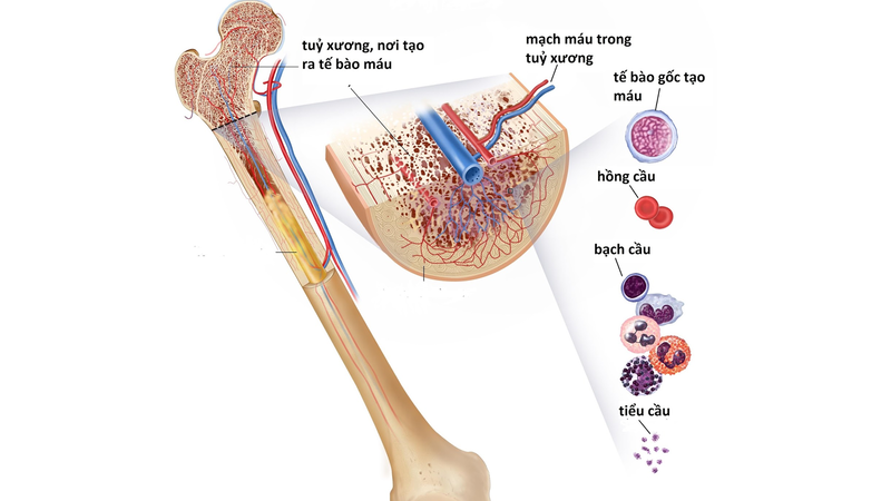 Tìm hiểu về đặc điểm của tế bào máu 3