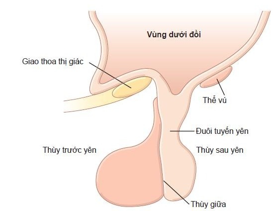 dac-diem-giai-phau-tuyen-yen 3.jpg