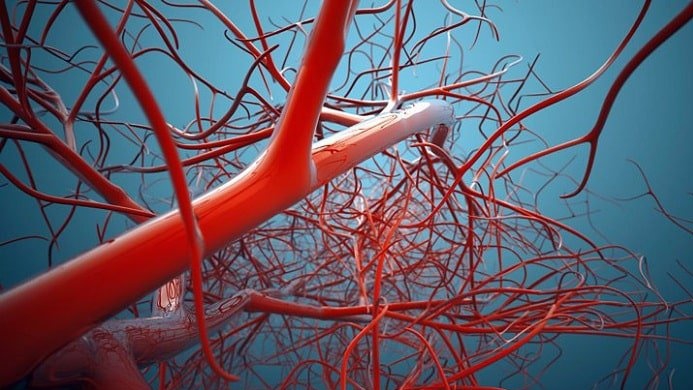 Mạch máu là gì? Chức năng, cấu trúc, đặc điểm sinh lý của mạch máu? 1