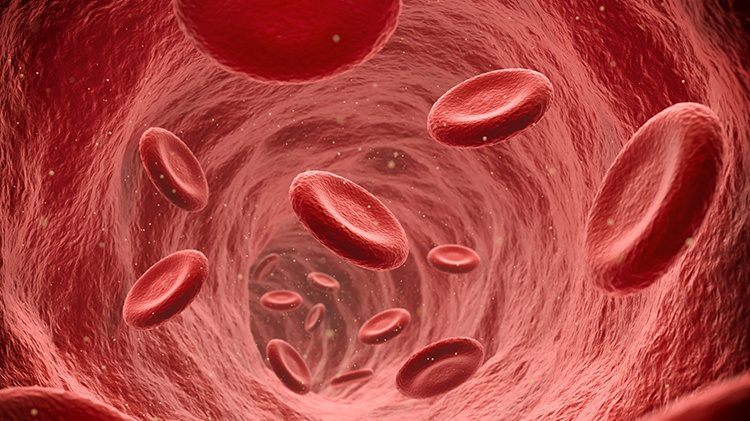 Mạch máu là gì? Chức năng, cấu trúc, đặc điểm sinh lý của mạch máu? 3