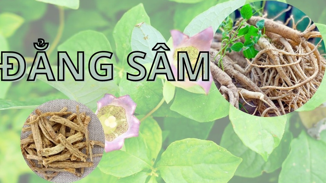 Đẳng sâm và những lợi ích sức khỏe ít người biết