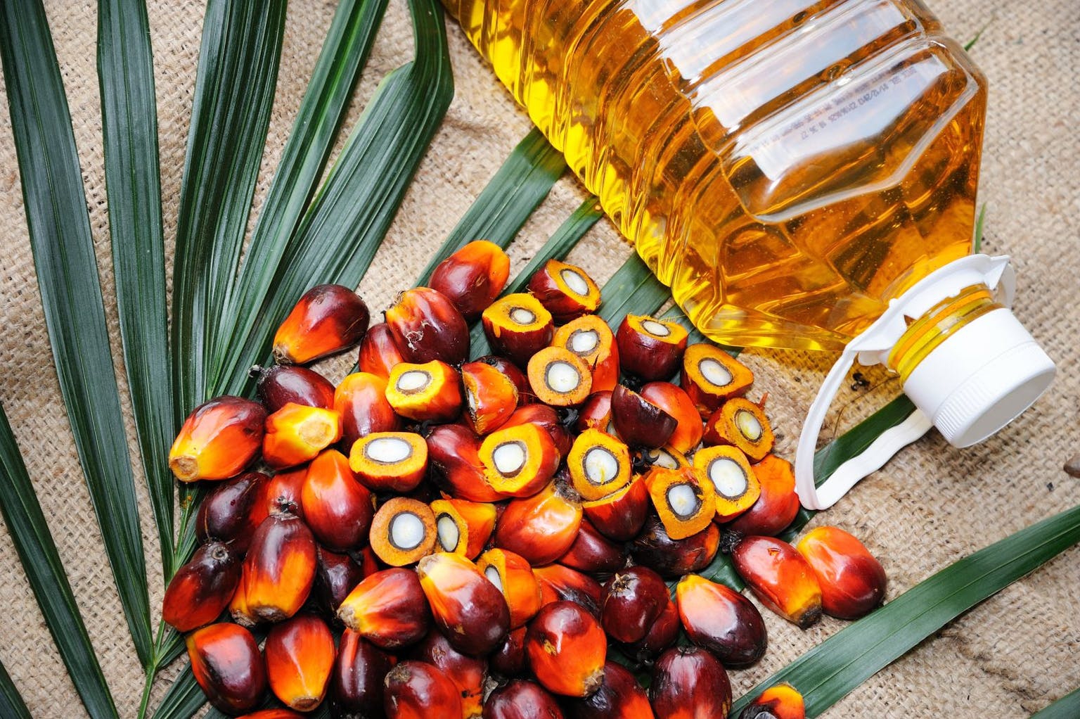 Palm oil là gì? Công dụng của palm oil đối với sức khỏe.2