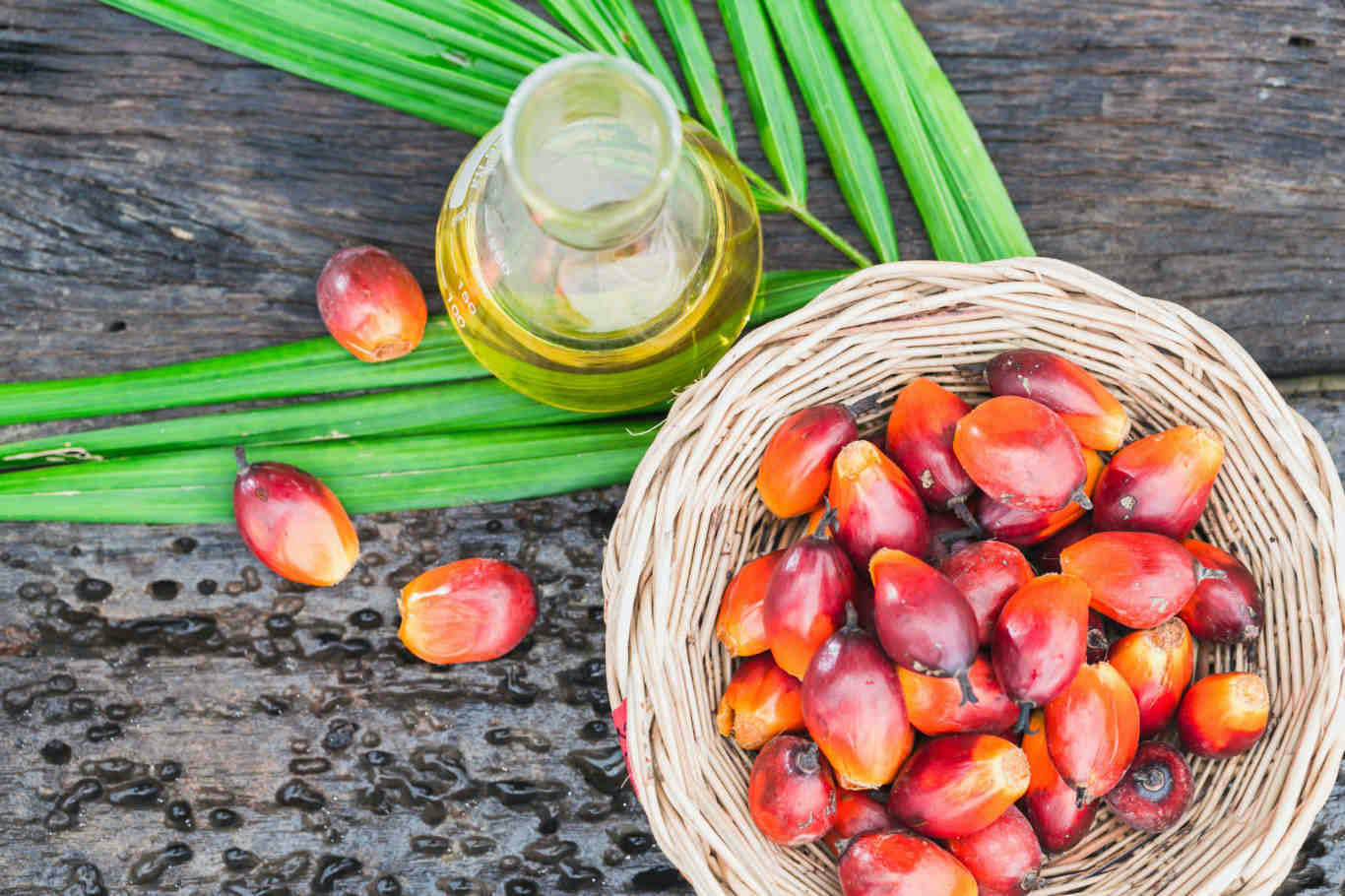 Palm oil là gì? Công dụng của palm oil đối với sức khỏe.1