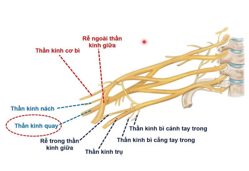 Dây thần kinh quay là gì? Cách điều trị và khắc phục bệnh thần kinh quay 1