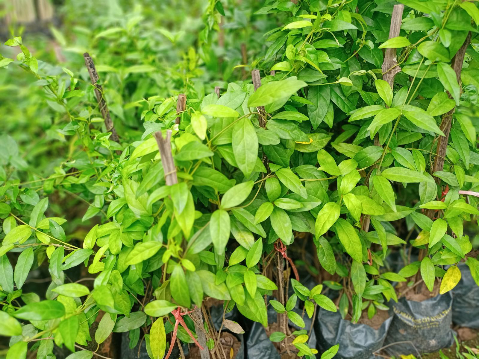 dây thìa canh