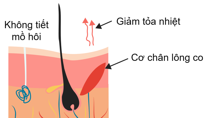 Điều hòa thân nhiệt là gì? Cơ chế điều hòa thân nhiệt của cơ thể