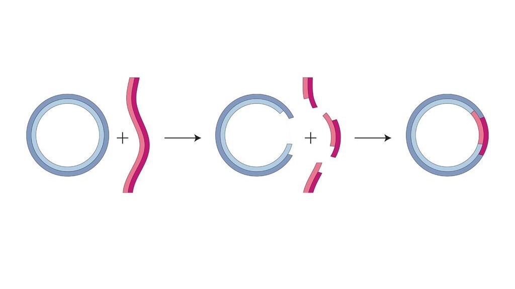 DNA tái tổ hợp là gì? Ý nghĩa của DNA tái tổ hợp trong y học