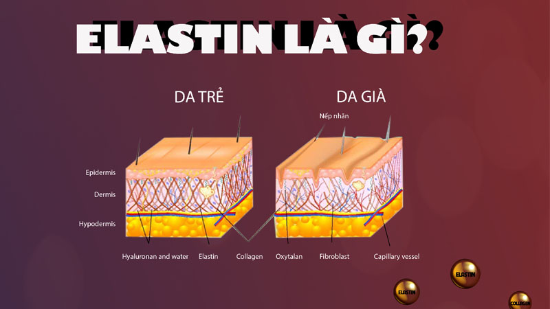 elastin-co-trong-thuc-pham-nao 1.jpg