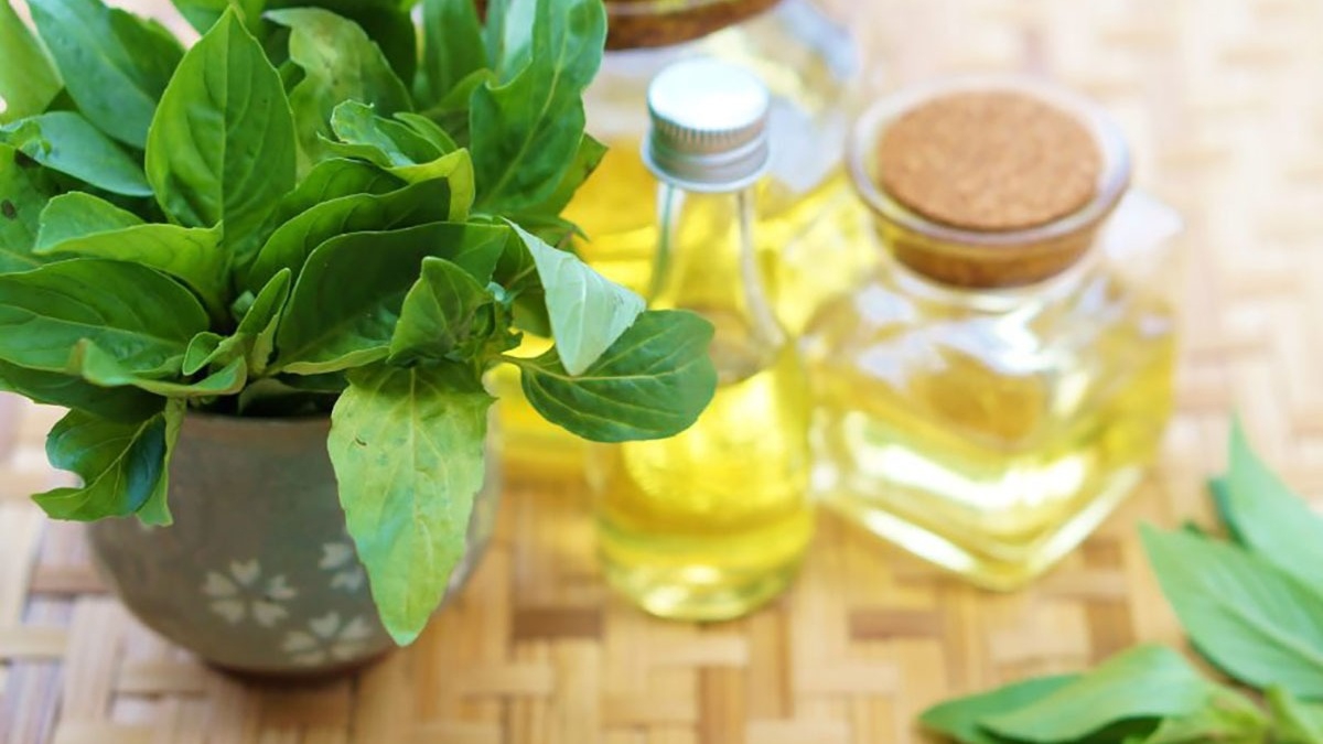 Giải đáp: Húng quế có tác dụng chữa tuyến giáp hay không?