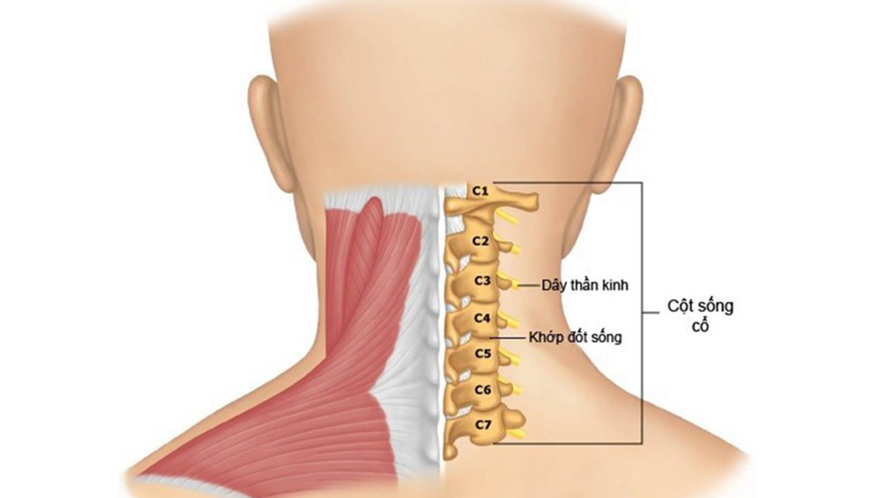 Chức năng và giải phẫu đốt sống cổ