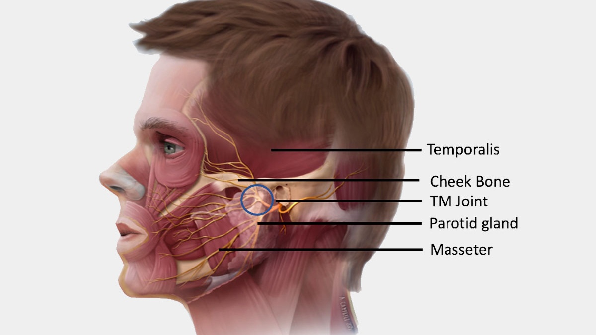 Giải phẫu khớp thái dương hàm