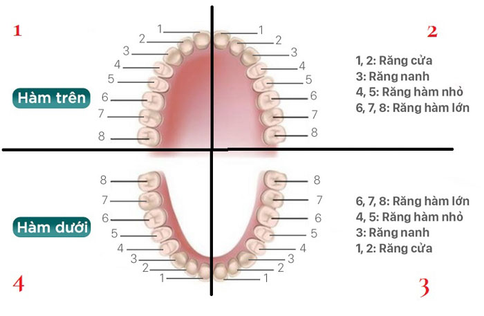 Giải phẫu răng: Cấu tạo và chức năng của từng loại răng 3