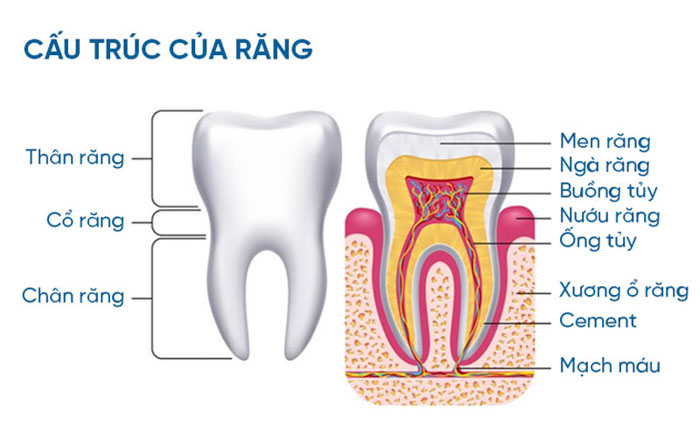 Giải phẫu răng: Cấu tạo và chức năng của từng loại răng 1