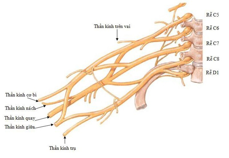 Giải phẫu đám rối thần kinh cánh tay 1