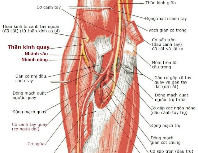 Giải phẫu thần kinh quay 1