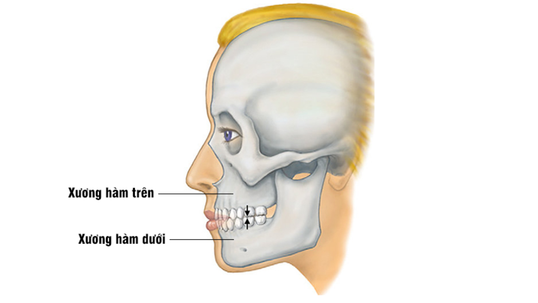 Giải phẫu xương mặt và thông tin về chấn thương có thể gặp ở xương mặt