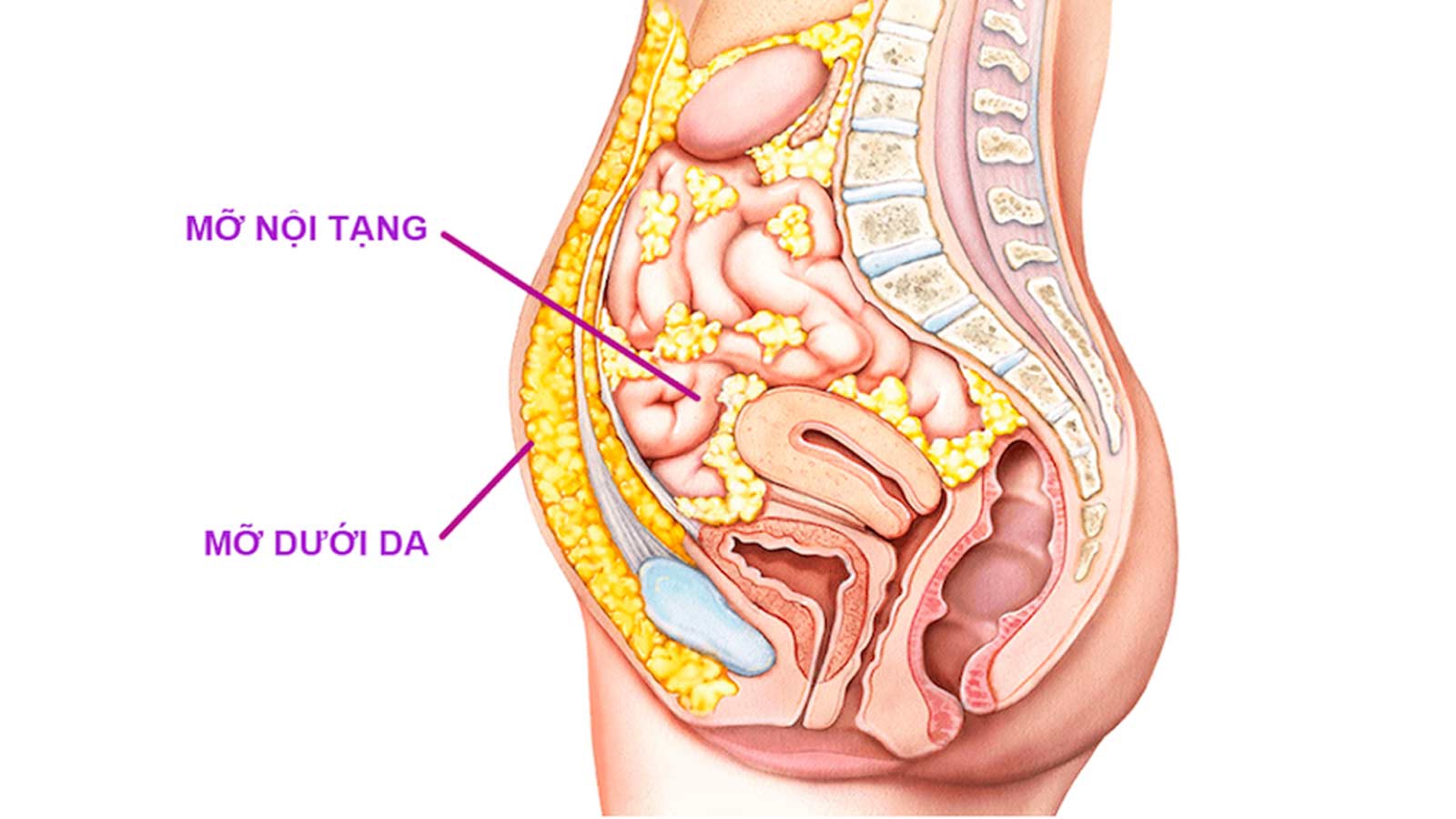 Giảm mỡ nội tạng bằng cách nào?