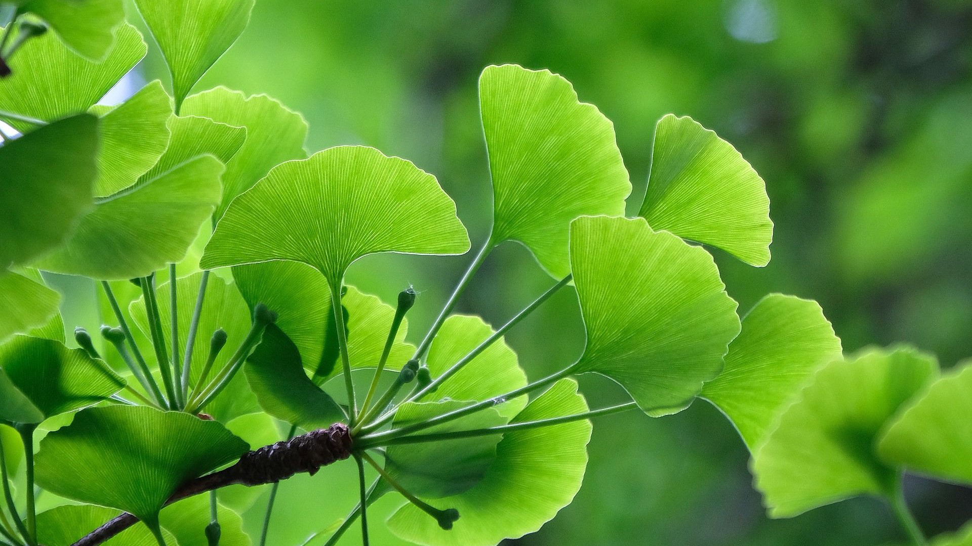 Ginkgo Biloba bao nhiêu tuổi uống được? Những tác dụng của Ginkgo Biloba đối với sức khỏe