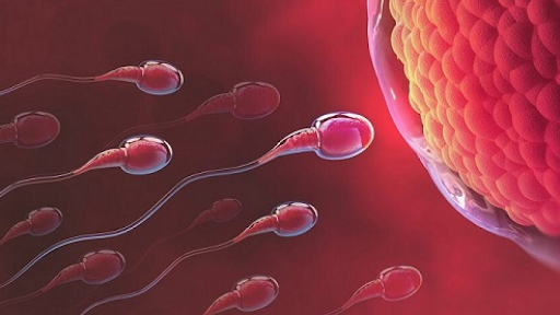 Quan hệ tình dục trước ngày rụng trứng có tăng khả năng mang thai không? (Có, quan hệ trước ngày rụng trứng có thể tăng khả năng mang thai)
