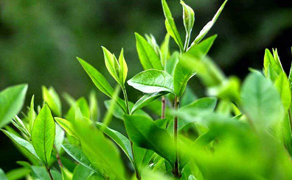 Green tea leaf  là gì? Công dụng của Green tea leaf với làn da và sức khỏe