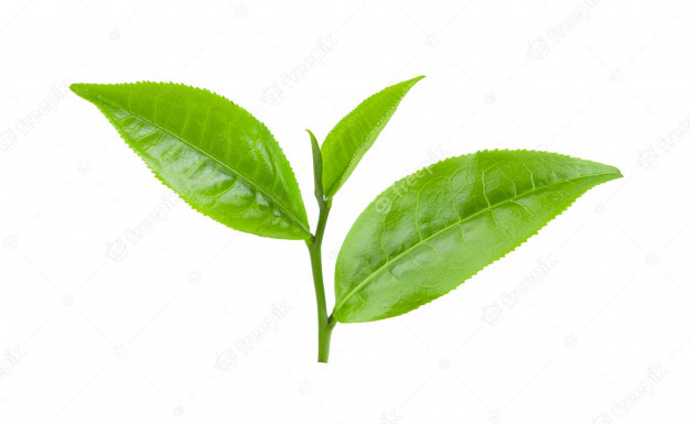 Green tea leaf  là gì? Công dụng của Green tea leaf với làn da và sức khỏe 3