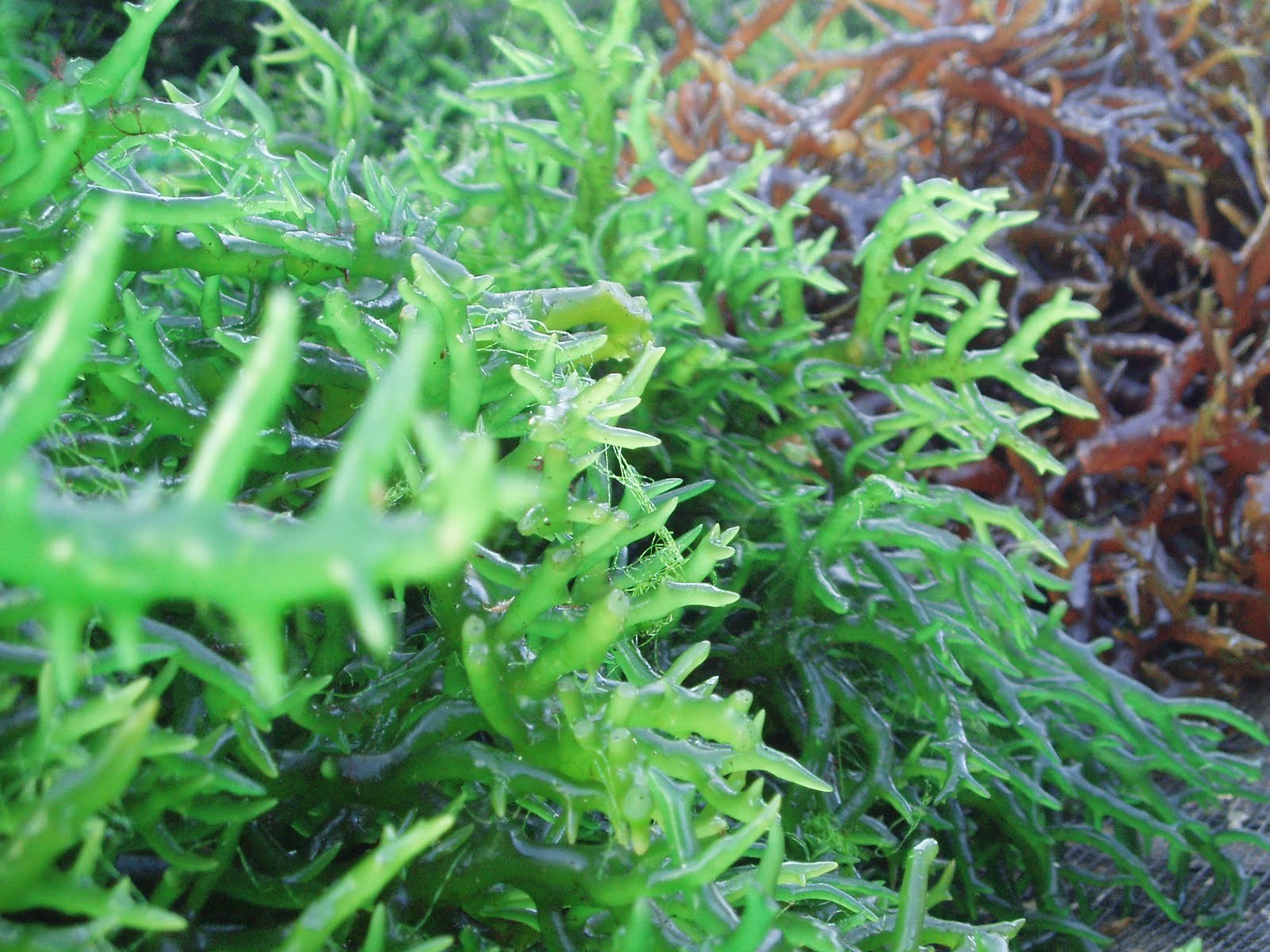 Hải tảo 1