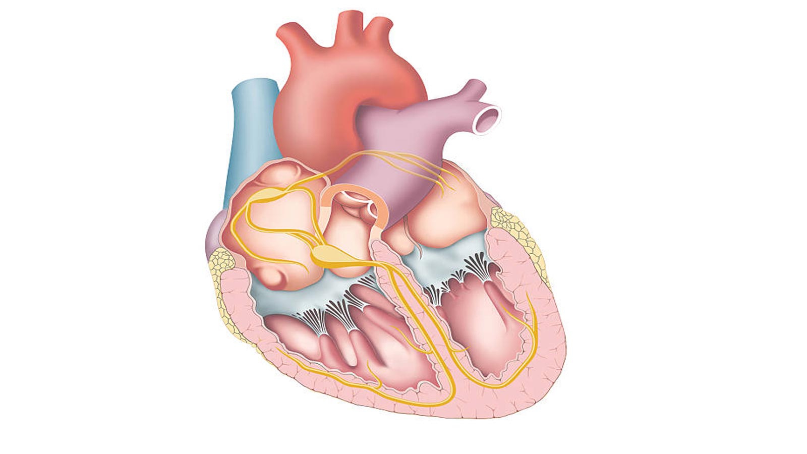 Hệ thống dẫn truyền của tim là gì và một số vấn đề bạn cần biết