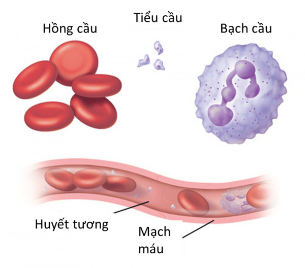 Hiến Bạch Cầu Là Gì? Hướng Dẫn Quy Trình và Lợi Ích