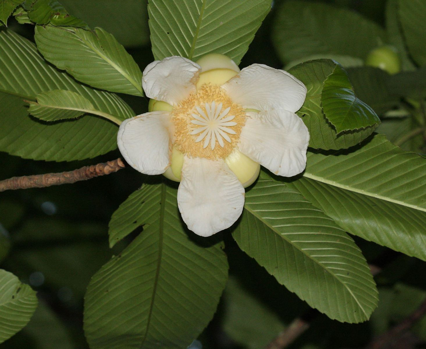 hoa cây núc nác