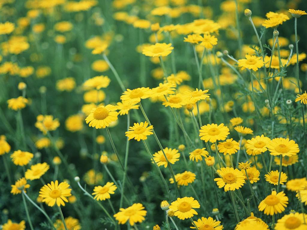 Cúc áo hoa vàng: Thảo dược mọc hoang giúp giảm đau, tiêu độc