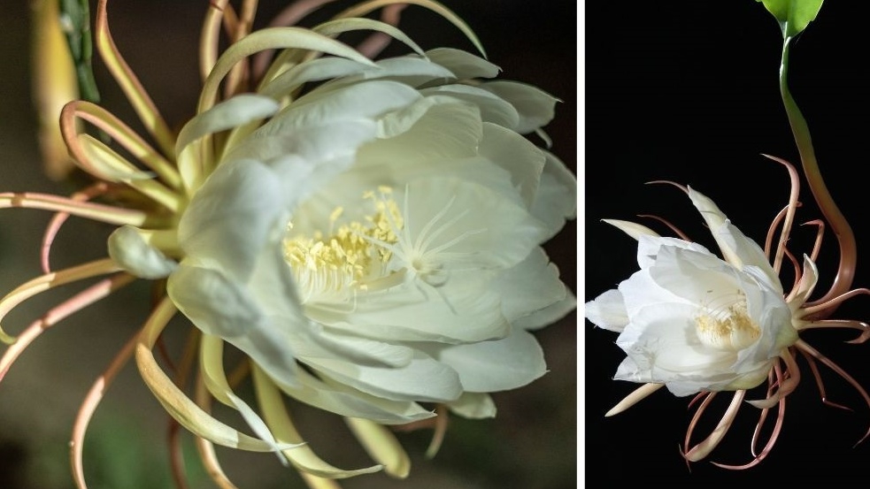 Tên và hình ảnh các loài hoa quỳnh đẹp ở Việt Nam | Hoa, Hình ảnh, Dép