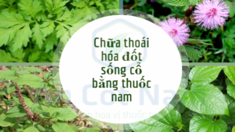 Phương pháp chữa thoái hóa đốt sống cổ bằng thuốc nam tự nhiên có an toàn và không gây tác dụng phụ không?
