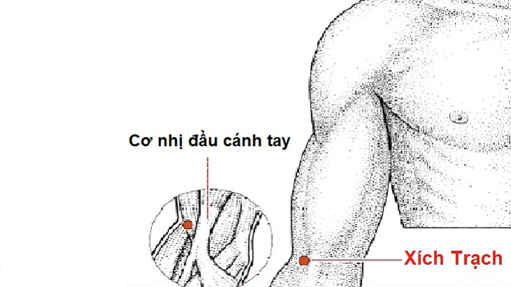 Huyệt Xích Trạch – Vị trí, tác dụng chữa bệnh và những lưu ý liên quan