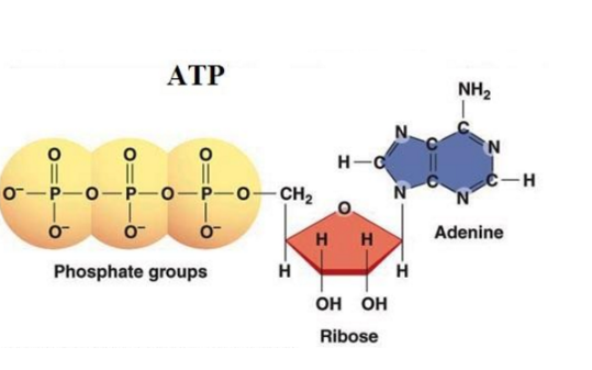 Quan sát Hình 132 hãy nêu các thành phần cấu tạo của phân tử ATP
