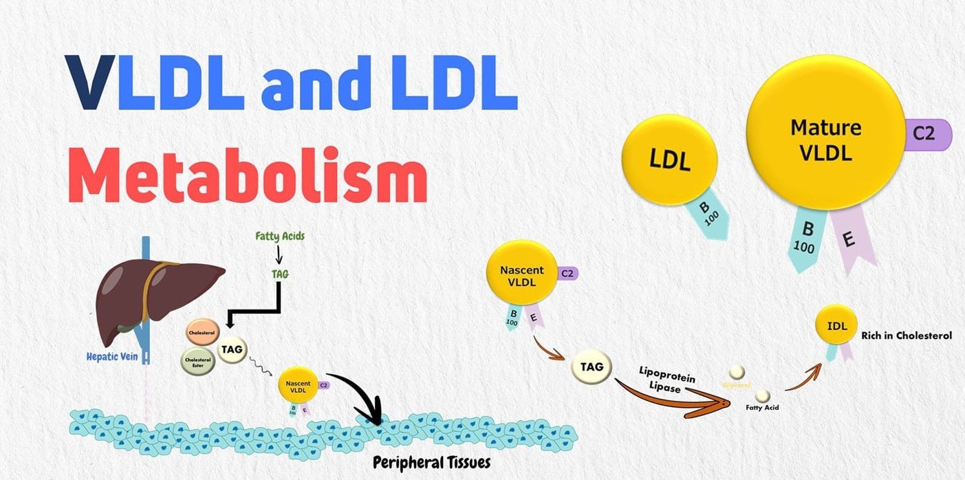 Khác biệt giữa LDL và VLDL cholesterol