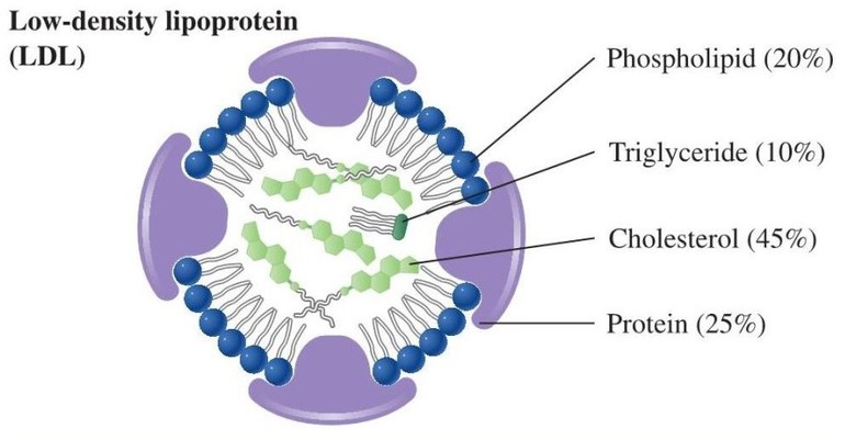 Khác biệt giữa LDL và VLDL cholesterol 1