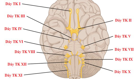 Khám 12 đôi dây thần kinh sọ diễn ra như thế nào? 1