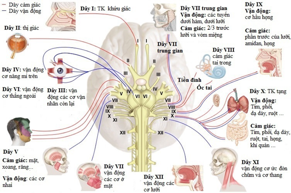 Khám 12 đôi dây thần kinh sọ diễn ra như thế nào? 2